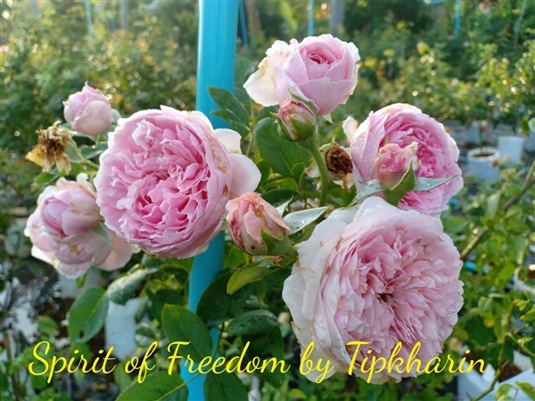 กุหลาบเลื้อย สปิริตออฟฟรีดอม Spirit of freedom | กุหลาบอังกฤษ - สิงหนคร สงขลา