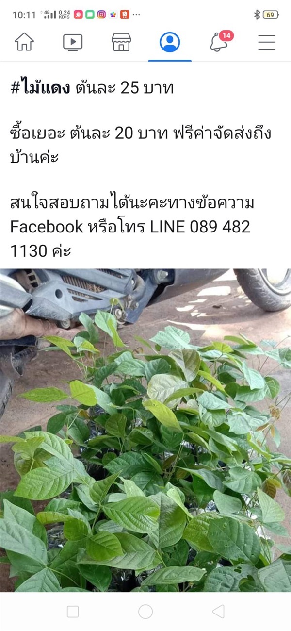 ไม้แดง | Drenglish Garden มหาสารคาม - กันทรวิชัย มหาสารคาม