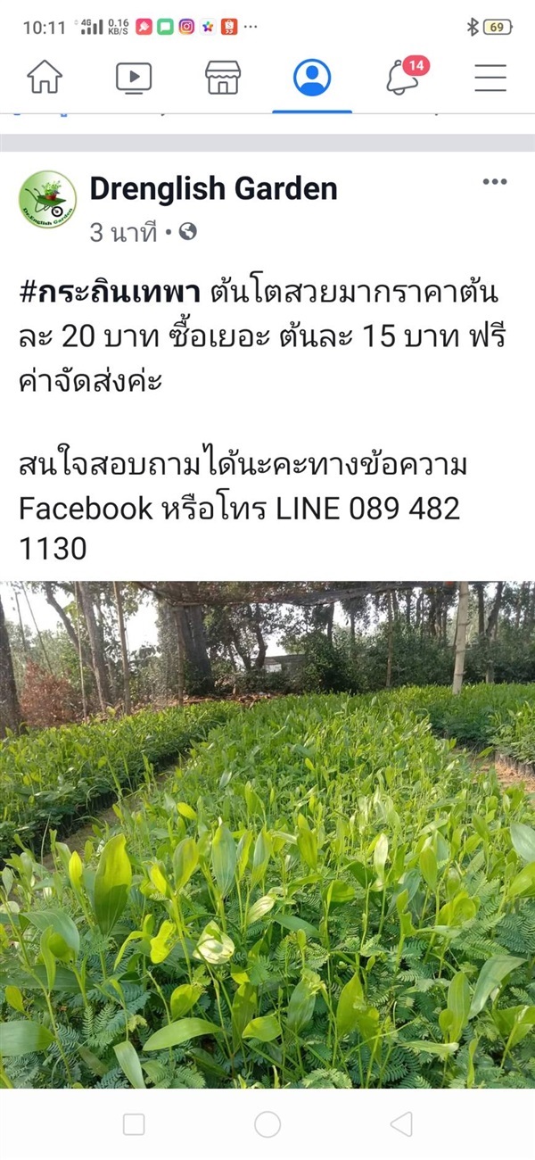 กระถินเทพา | Drenglish Garden มหาสารคาม - กันทรวิชัย มหาสารคาม