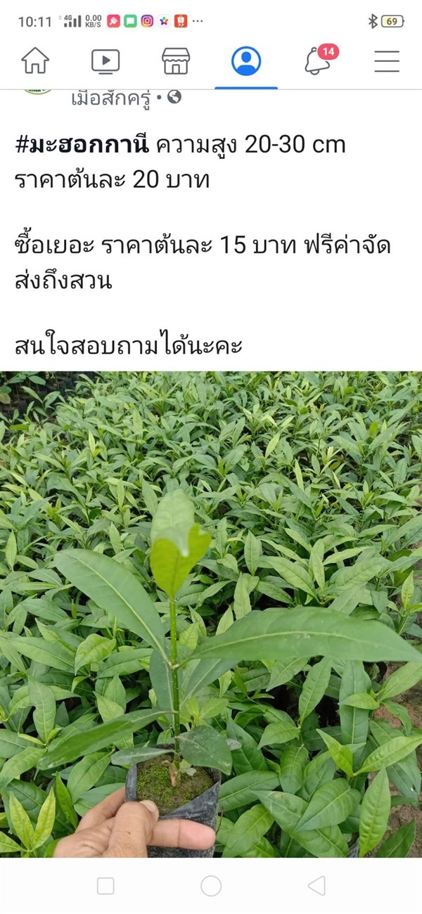 มะฮอกกานี