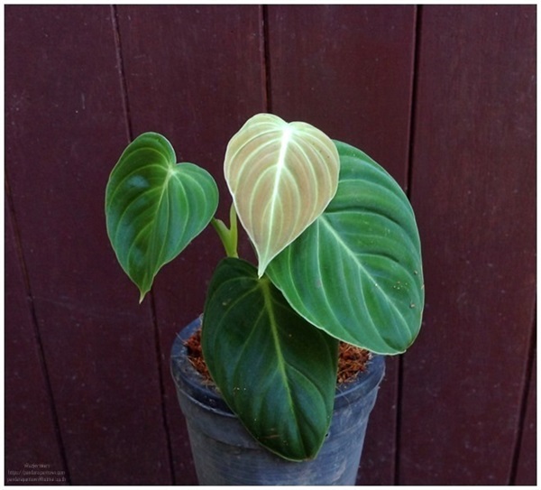 Philodendron Melanochrysum | พันธุ์ดาหลา - เมืองเชียงใหม่ เชียงใหม่