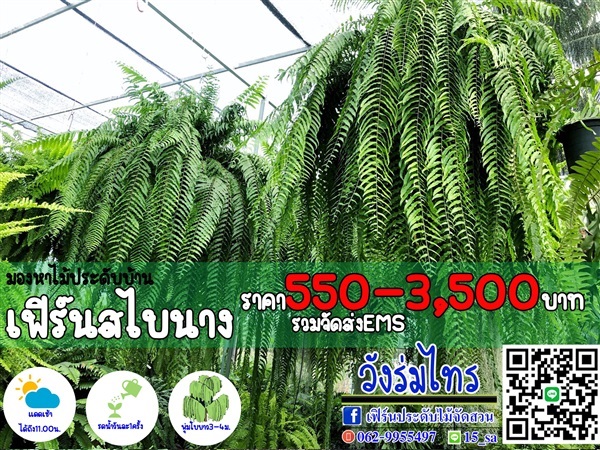 เฟิร์นสไบนาง | สวนวังร่มไทร - พัฒนานิคม ลพบุรี