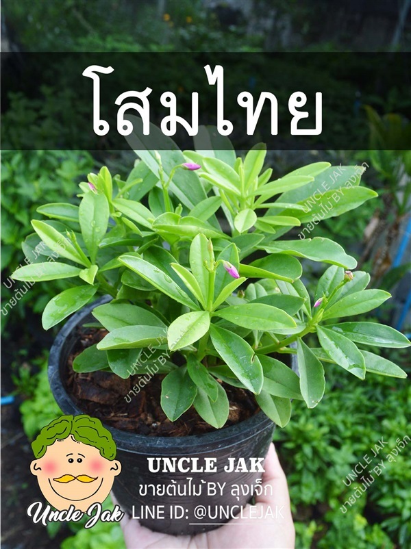 ต้นโสมไทย (โสมคน ,โสมกินใบ) พร้อมปลูก  | Uncle Jak   - หนองแขม กรุงเทพมหานคร