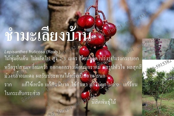 ชำมะเลียงบ้าน | นิสิตพันธุ์ไม้ - ปากช่อง นครราชสีมา