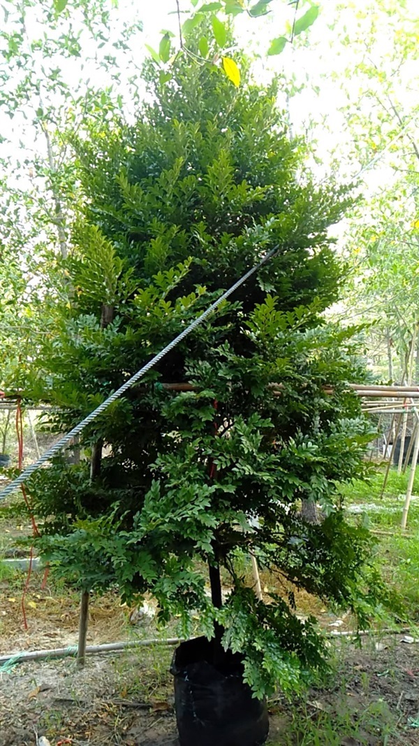 ต้นล่ำซำ หรือหูหนู สูง 0.5-6เมตร  | ฉลองรัตน์พันธุ์ไม้ - เมืองปราจีนบุรี ปราจีนบุรี