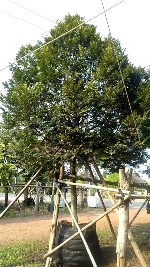 ต้นล่ำซำ สั่งทำ หรือหูหนู สูง 0.5-6เมตร | ฉลองรัตน์พันธุ์ไม้ - เมืองปราจีนบุรี ปราจีนบุรี