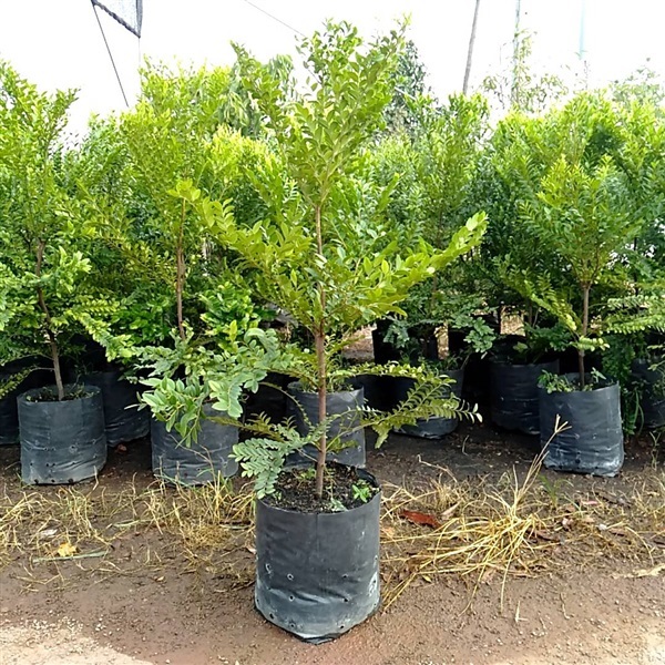 ต้นสั่งทำ ต้นล่ำซำ หรือต้นหูหนู 0.5-6เมตร | ฉลองรัตน์พันธุ์ไม้ - เมืองปราจีนบุรี ปราจีนบุรี