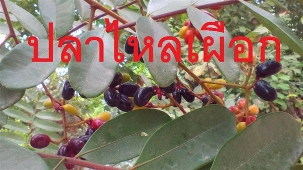 เมล็ด ปลาไหลเผือก | โบตั๋นพันธุ์ไม้ - เมืองนครศรีธรรมราช นครศรีธรรมราช