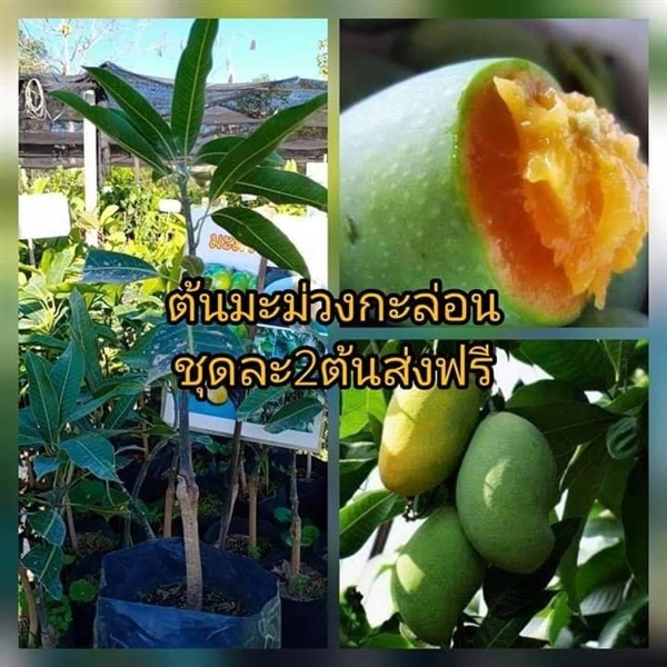 ต้นมะม่วงกะล่อนสีเขียว ชุดละ2ต้นส่งฟรี | เมล็ดพันธุ์การเกษตร - สีชมพู ขอนแก่น