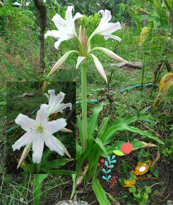 ว่านแร้งคอดำ  | รินพฤกษาโอสถ - พิบูลมังสาหาร อุบลราชธานี