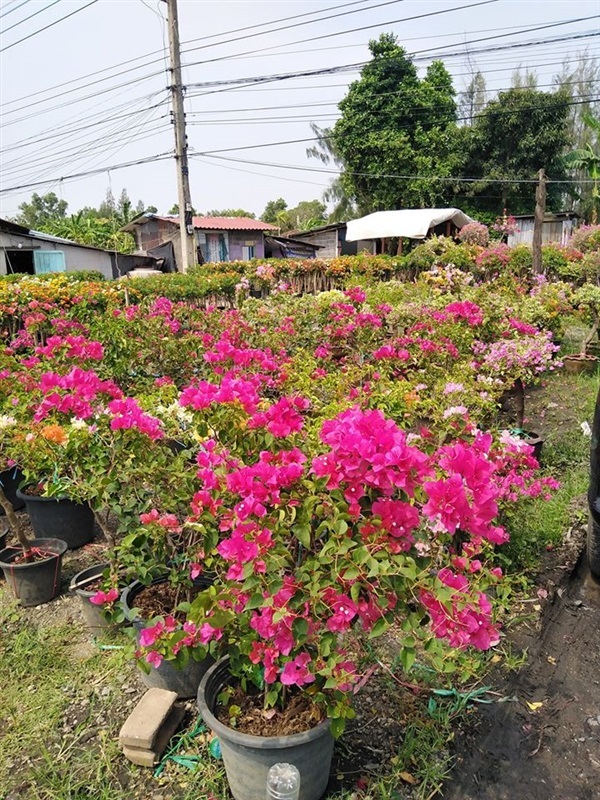 เฟื่องฟ้าตอ เสียบยอด | ร้านใบไม้1973 - วังน้อย พระนครศรีอยุธยา