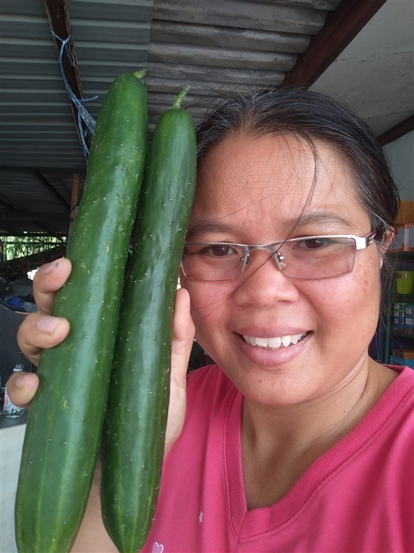 ขายเมล็ดพร้อมเพาะแตงกวาญี่ปุ่น | เมล็ดพันธุ์ดี เกษตรวิถีไทย - เมืองระยอง ระยอง