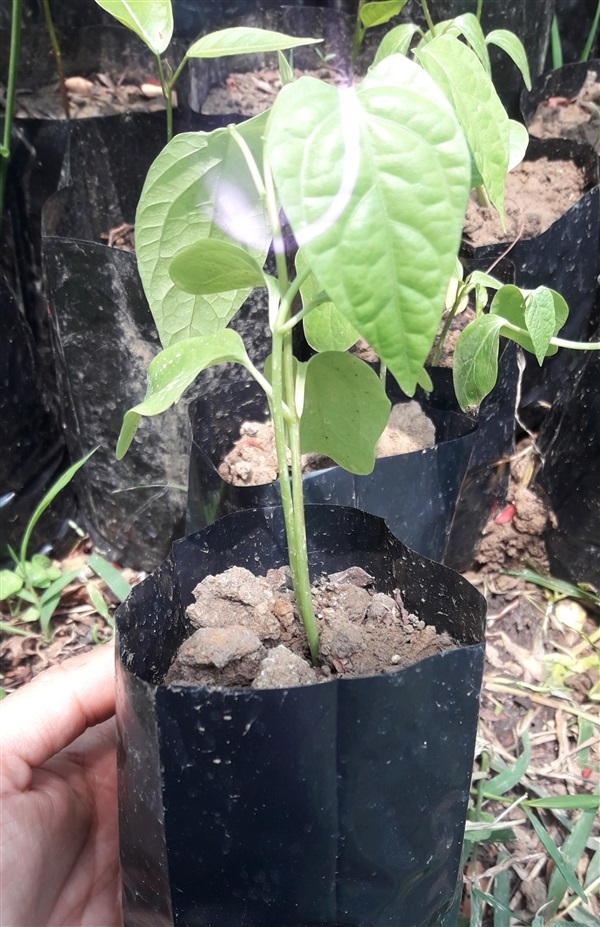 ต้นผักอีนูน ผักสาบ | กวิดาไม้ผลชัยูภูมิ - คอนสาร ชัยภูมิ