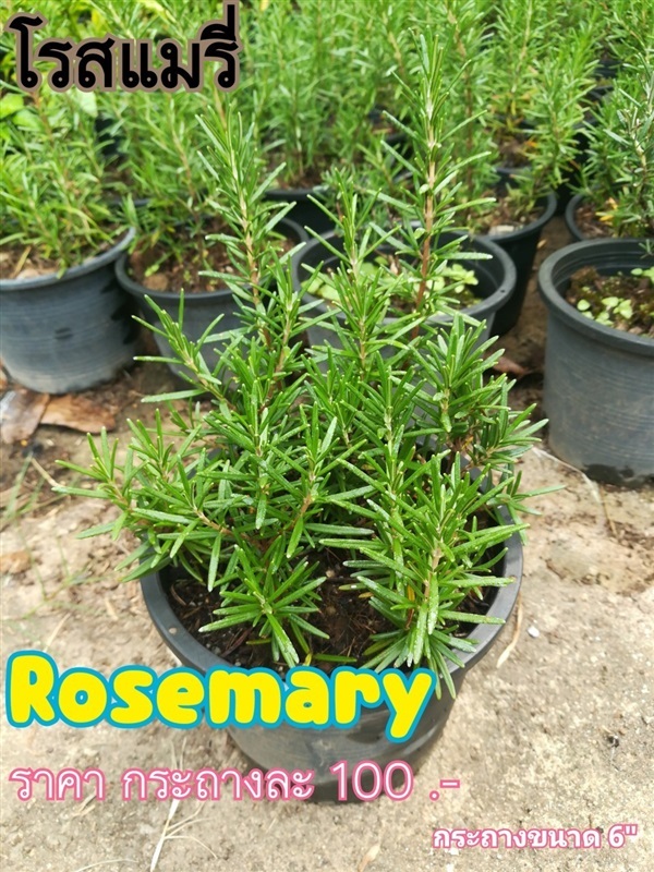 โรสแมรี่ (Rosemary) | sasishop_garden -  เชียงใหม่