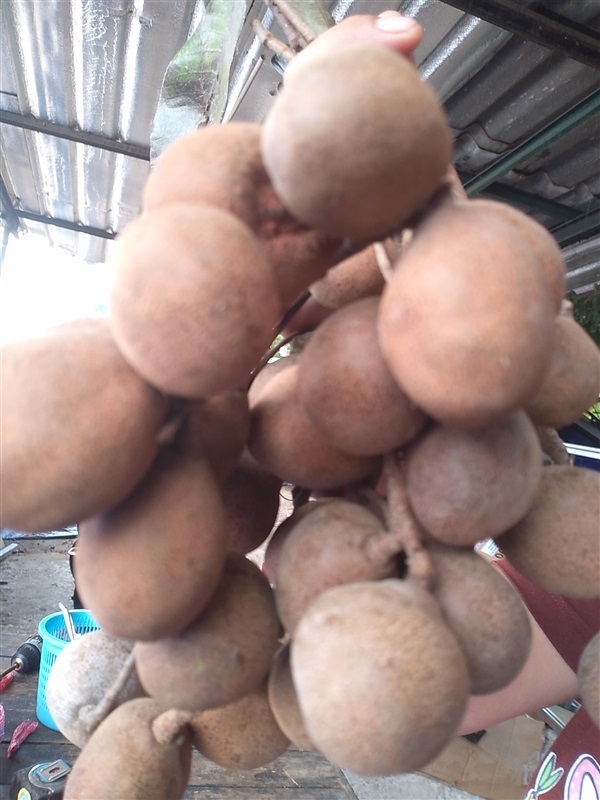 ขายเมล็ดพร้อมเพาะ หมากพอก มะพอก | เมล็ดพันธุ์ดี เกษตรวิถีไทย - เมืองระยอง ระยอง