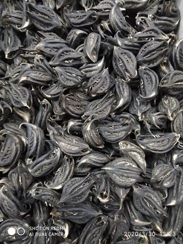 เมล็ดพญาเล็บครุฑเม็ดสีดำเม็ดละ70บาท | สายทองพืชสมุนไพร - บางพลี สมุทรปราการ