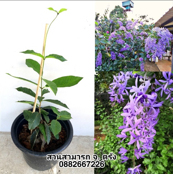 พวงคราม | สวนสามารถ - ห้วยยอด ตรัง