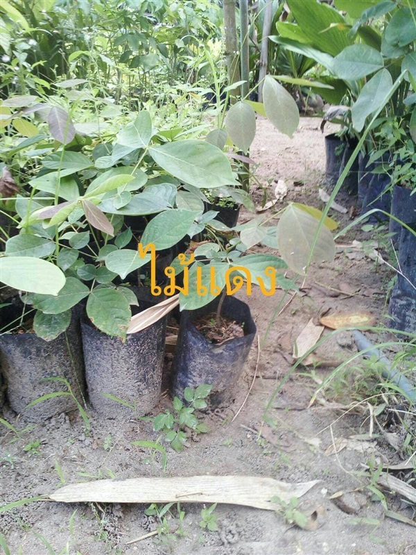 ต้นไม้แดง