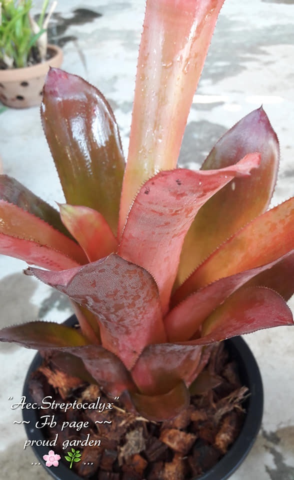 ขายสับปะรดสี "Aec. Streptocalyx" ใบสีออกส้มสละ ปลูกในกระถางไ | proud garden - เมืองนครปฐม นครปฐม