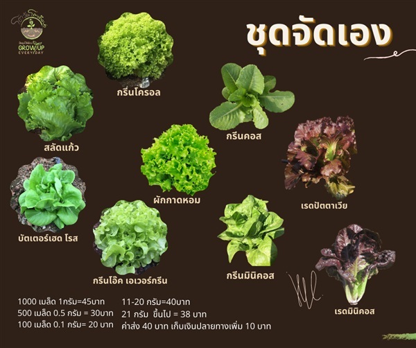 เมล็ดผักสลัด ชุดจัดเอง | บ้านปันแสง - สันทราย เชียงใหม่