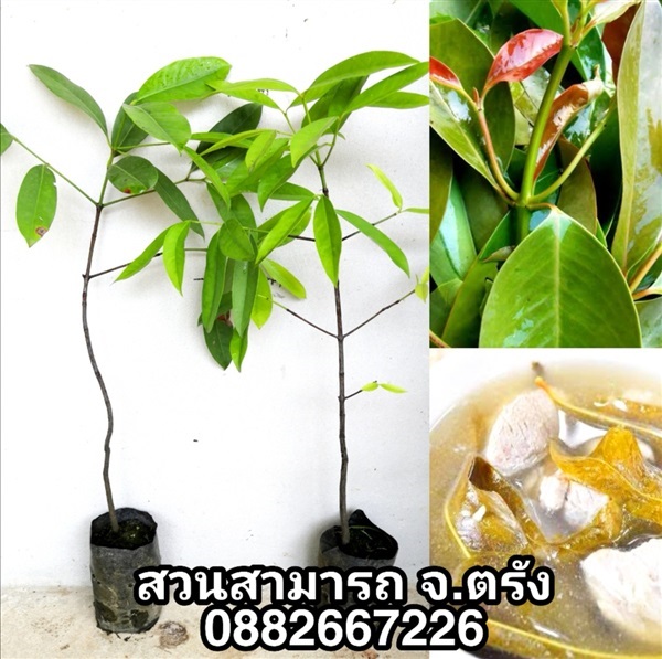 ชะมวง -ใต้แท้เปรี้ยวปรี๊ด