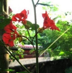 ต้นกาหลงดอกแดง (หายาก) | พีทูเอส (P2S) - ไทรน้อย นนทบุรี