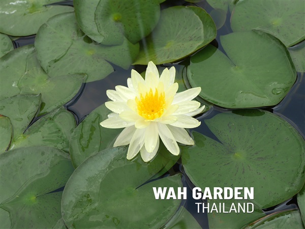 บัวฝรั่ง 'ซันไรส์'  |  Nymphaea 'Sunrise' Hardy Waterlily | วากระถางซิเมนต์ปูนเปลือย - บางน้ำเปรี้ยว ฉะเชิงเทรา