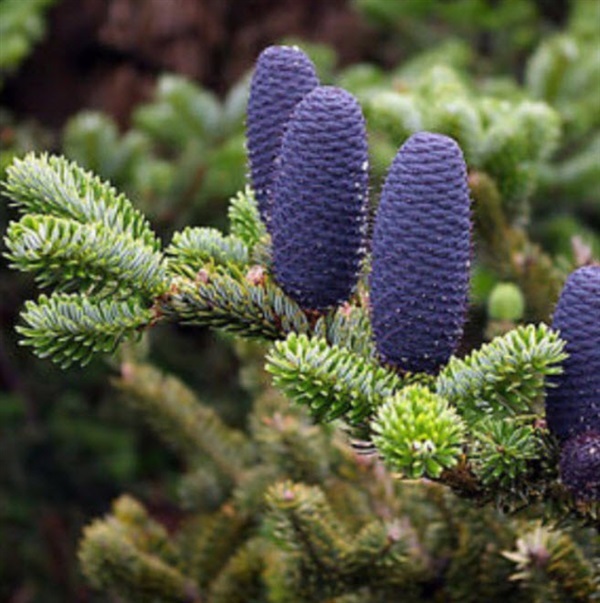 เมล็ดพันธุ์สนเกาหลี (Abies koreana)