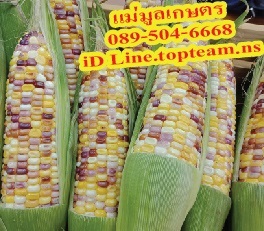 ข้าวโพดสามสี,ข้าวโพด 3 สี,ข้าวโพด | แม่มูลเกษตร -  ร้อยเอ็ด