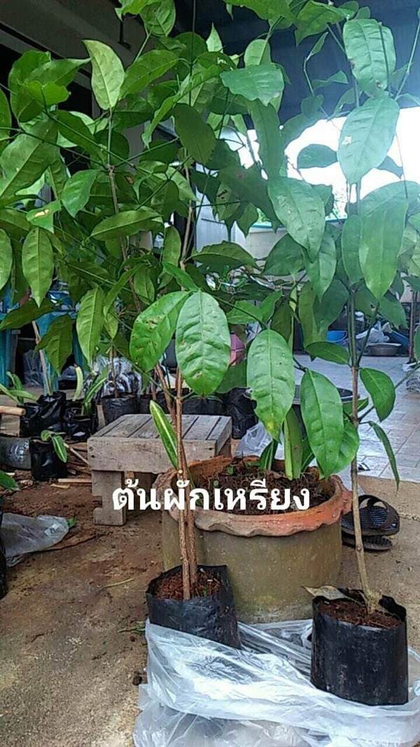 ต้นผักเหลียง ผักเหรียง #ผักเหมียง #ผักเหลียง #ผักเขลียง | โบตั๋นพันธุ์ไม้ - เมืองนครศรีธรรมราช นครศรีธรรมราช