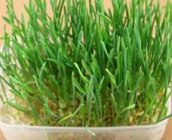 เมล็ดพันธุ์หญ้าแมว (Cat grass)