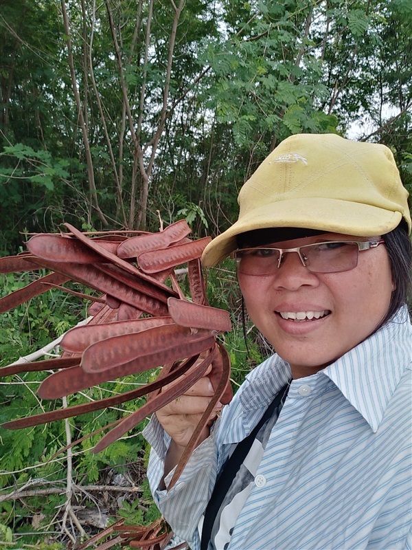 ขายเมล็ดสดกระถินและเมล็ดกระถินแห้ง | เมล็ดพันธุ์ดี เกษตรวิถีไทย - เมืองระยอง ระยอง