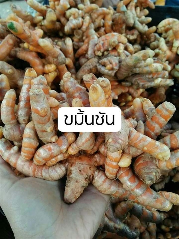 ขมิ้นชัน | โบตั๋นพันธุ์ไม้ - เมืองนครศรีธรรมราช นครศรีธรรมราช