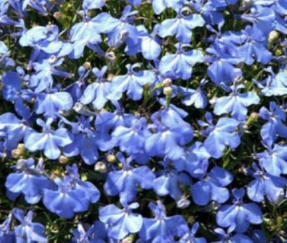 เมล็ดพันธุ์โลบิเลีย (Lobelia - Fountain Blue) | พีทูเอส (P2S) - ไทรน้อย นนทบุรี