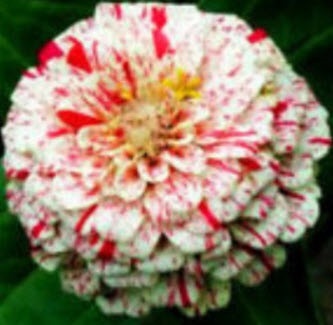 เมล็ดพันธุ์บานชื่น (Zinnia - Peppermint Stick)