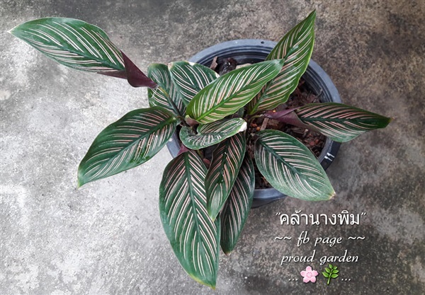 ขายคล้านางพิม กอนี้มี 2-3 ต้น ไม้รำไรนะคะ ปลูกในกระถางไซส์ 8 | proud garden - เมืองนครปฐม นครปฐม