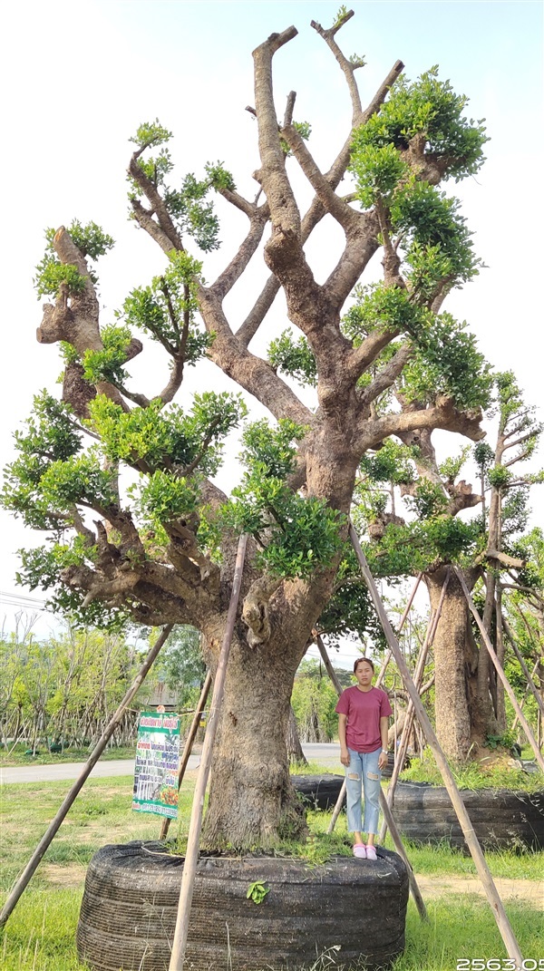 ต้นมั่งมีขนาด35นิ้ว | สวนสมใจนึก - แก่งคอย สระบุรี