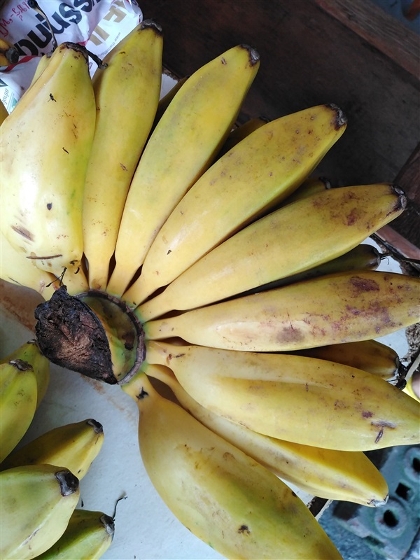 พันธุ์กล้วยพม่าแหกคุก