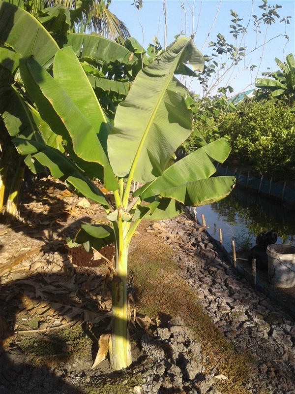 กล้วยฮัวเมา Huamoa | นานาพันธุ์กล้วย - บ้านแพ้ว สมุทรสาคร