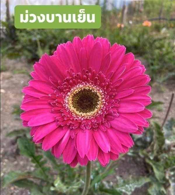 #เยอบีร่า มีด้วยกัน 2 ความหมาย คือ ความบริสุทธิ์ไร้เดียงสา ก | Drenglish Garden มหาสารคาม - กันทรวิชัย มหาสารคาม