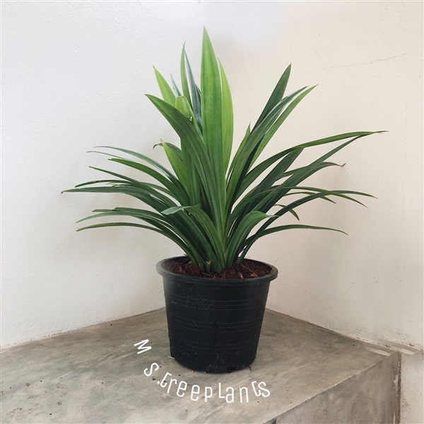เตยหอม | Ms.treeplants - บางกรวย นนทบุรี