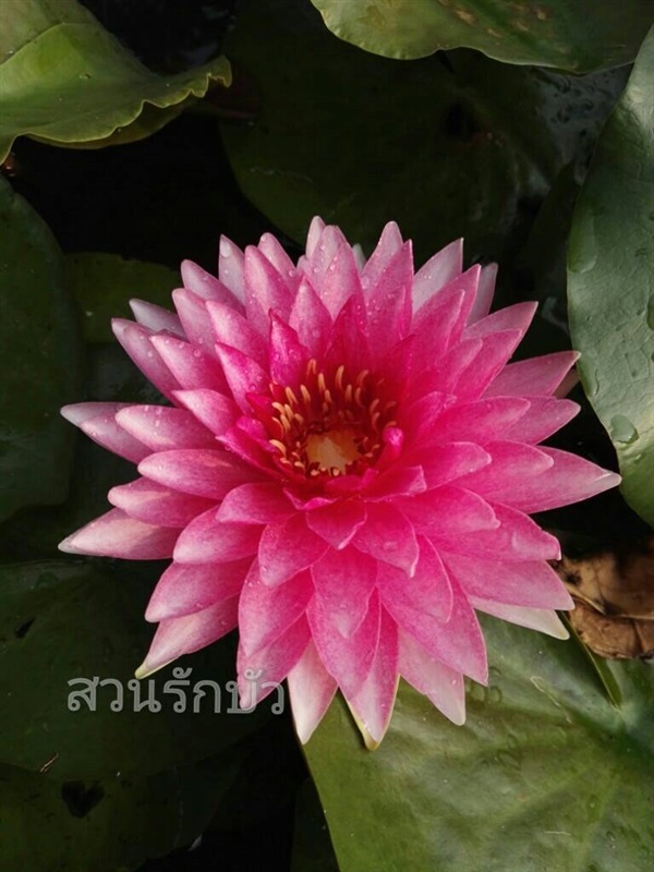 บัวมหาสมบัติ | สวน  รักบัว -  ขอนแก่น