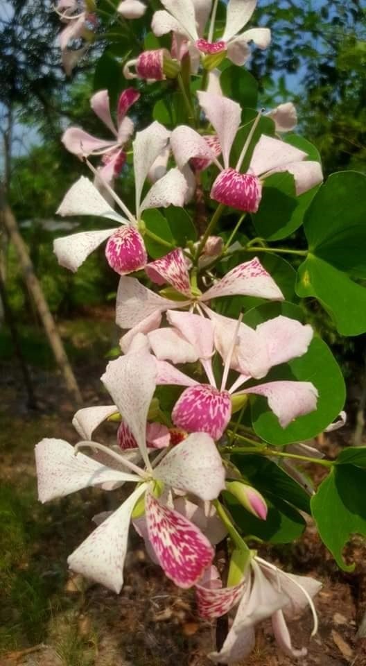  #ชงโคออสเตรเลีย เป็นไม้พุ่มขนาดเล็ก ดอกคล้ายดอกกล้วยไม้  | Drenglish Garden มหาสารคาม - กันทรวิชัย มหาสารคาม