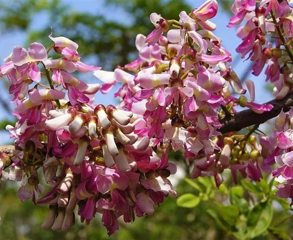  #แคฝรั่งสีชมพู      เป็นไม้ยืนต้น ทรงโปร่ง  | Drenglish Garden มหาสารคาม - กันทรวิชัย มหาสารคาม