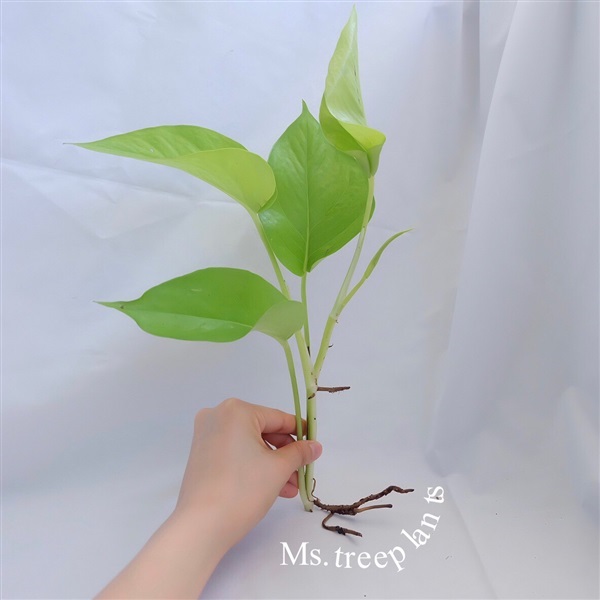 พลูทอง | Ms.treeplants - บางกรวย นนทบุรี
