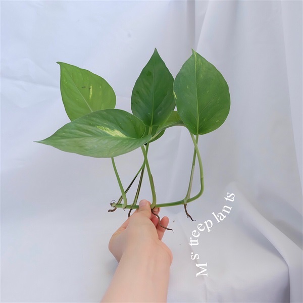 พลูด่าง  | Ms.treeplants - บางกรวย นนทบุรี