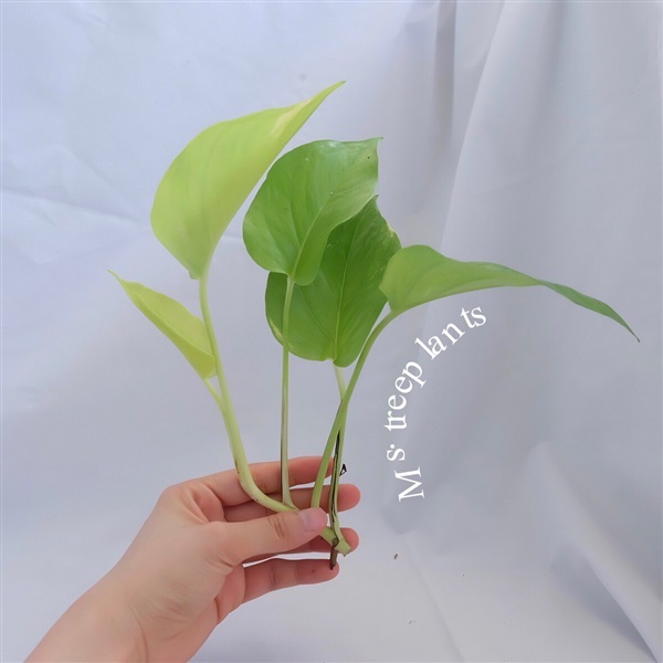 พลูด่าง  | Ms.treeplants - บางกรวย นนทบุรี