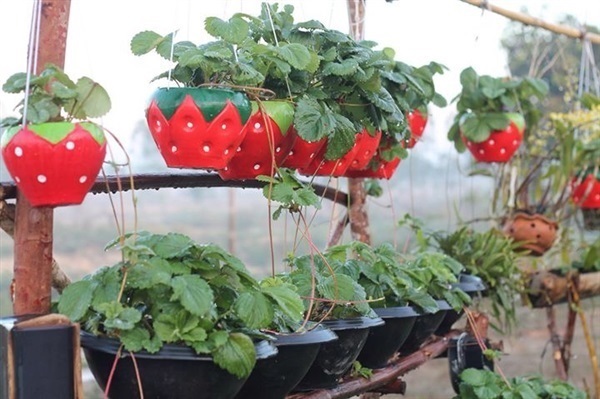 จำหน่ายต้นพันธุ์สตรอเบอร์รี่ พันธุ์พระราชทาน ๘๐  | Y&P Strawberry Farm - บ้านแพง นครพนม