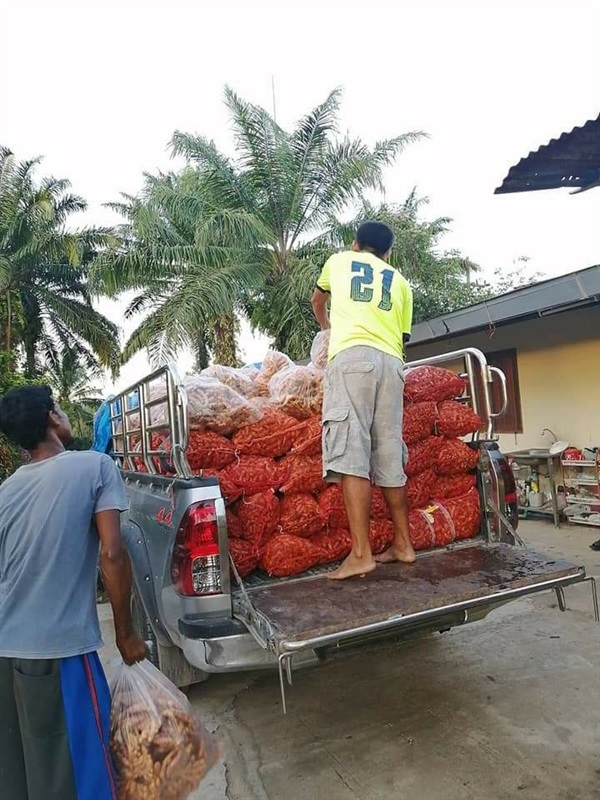 ขมิ้นเครื่องแกงใต้ | สวนท่าชนะ - ท่าชนะ สุราษฎร์ธานี