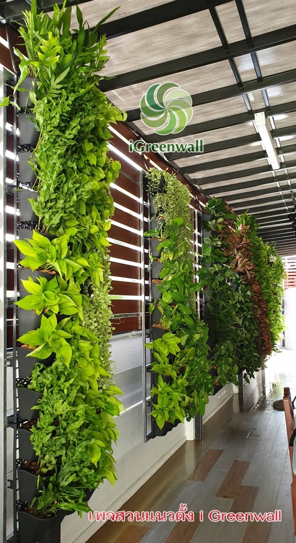 สวนแนวตั้งiGreenwall | สวนแนวต้้ง iGreenwall - ทุ่งครุ กรุงเทพมหานคร